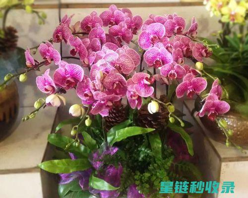 鲜花保鲜小窍门：延长美丽时间的实用技巧 (鲜花保鲜小窍门)