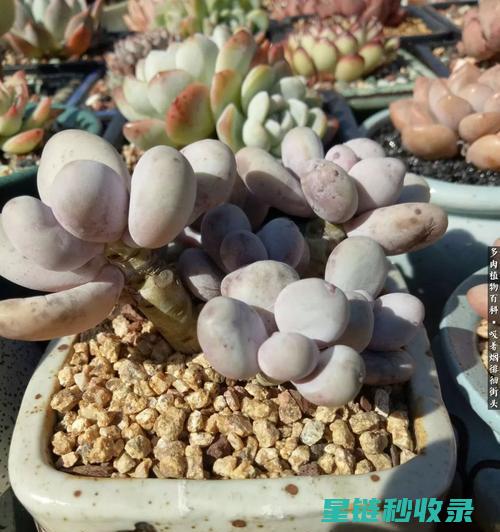 多肉植物养护：浇水频率与注意事项 (魔法师多肉植物养护)